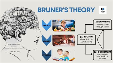 Jerome Bruner’s Theory Of Learning And Cognitive .